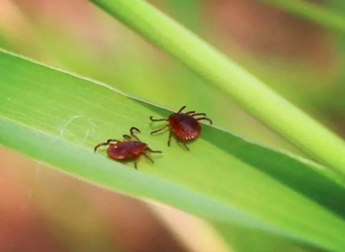 How to Get Rid of Ticks