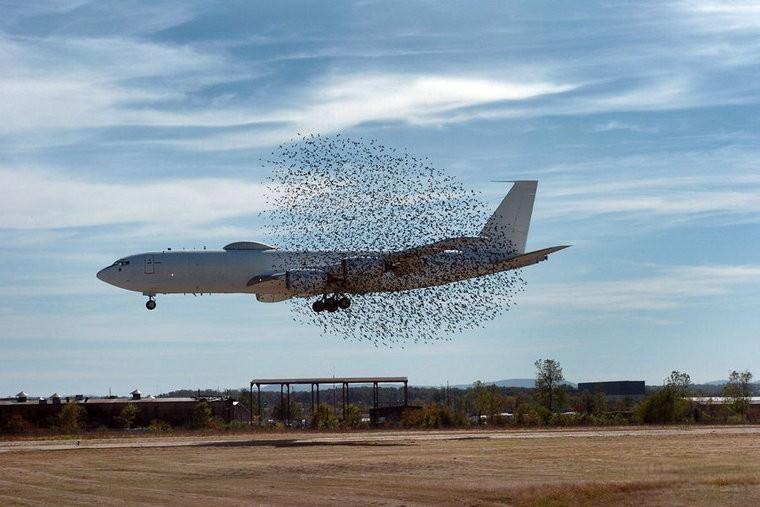 The Hidden Threat of Birds