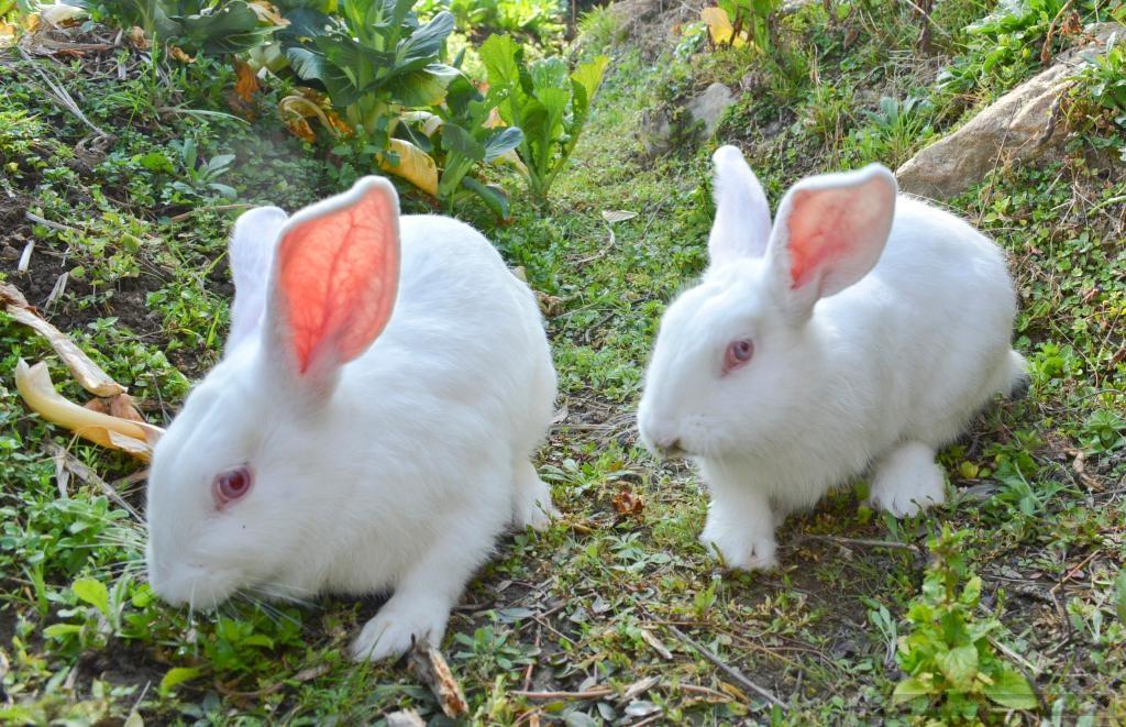 How To Repel Rabbits