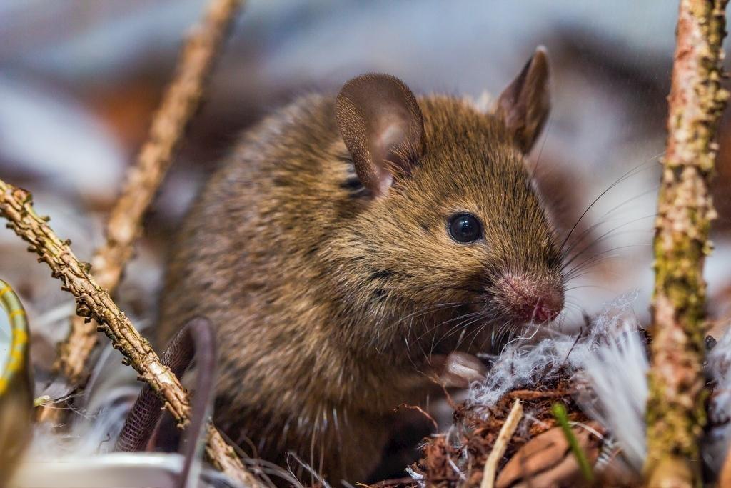 How to Repel Mice