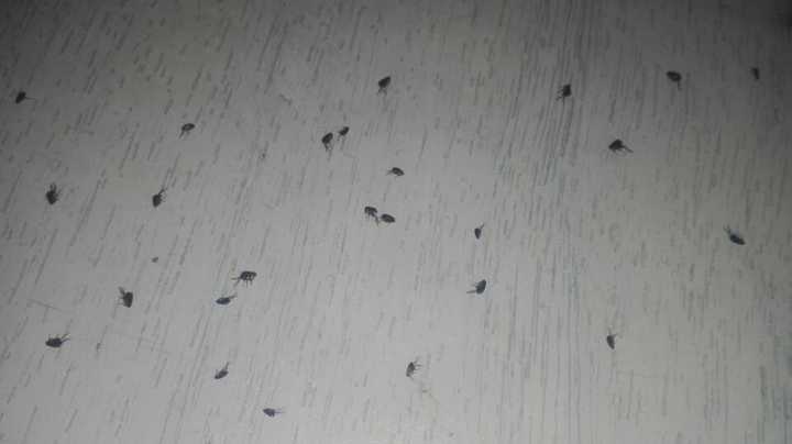 How to Get Rid of Fleas