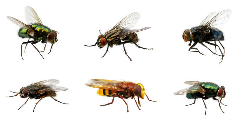 How to Get Rid of Flies