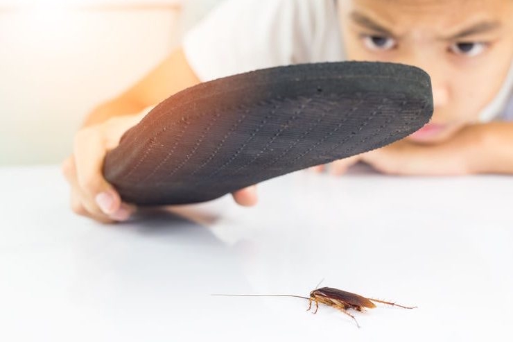 How to Get Rid of Cockroaches