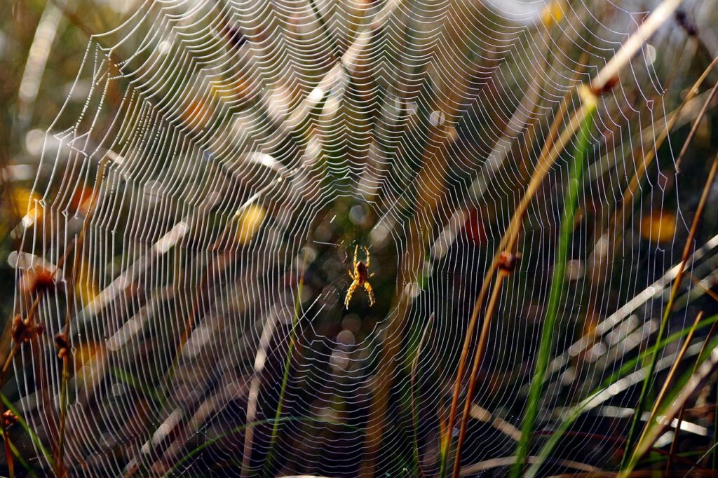 How to Get Rid of Spiders