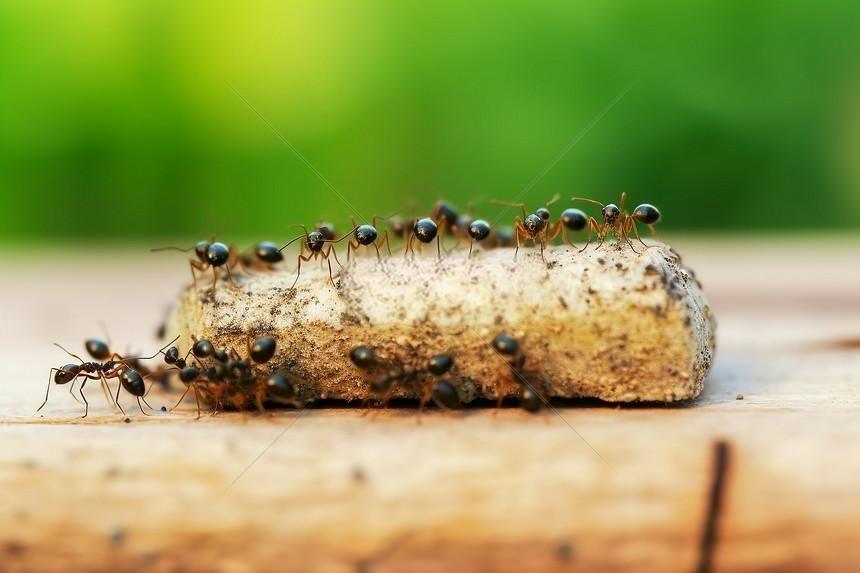 How to Get Rid of Ants
