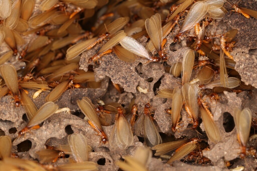 How to Get Rid of Termites