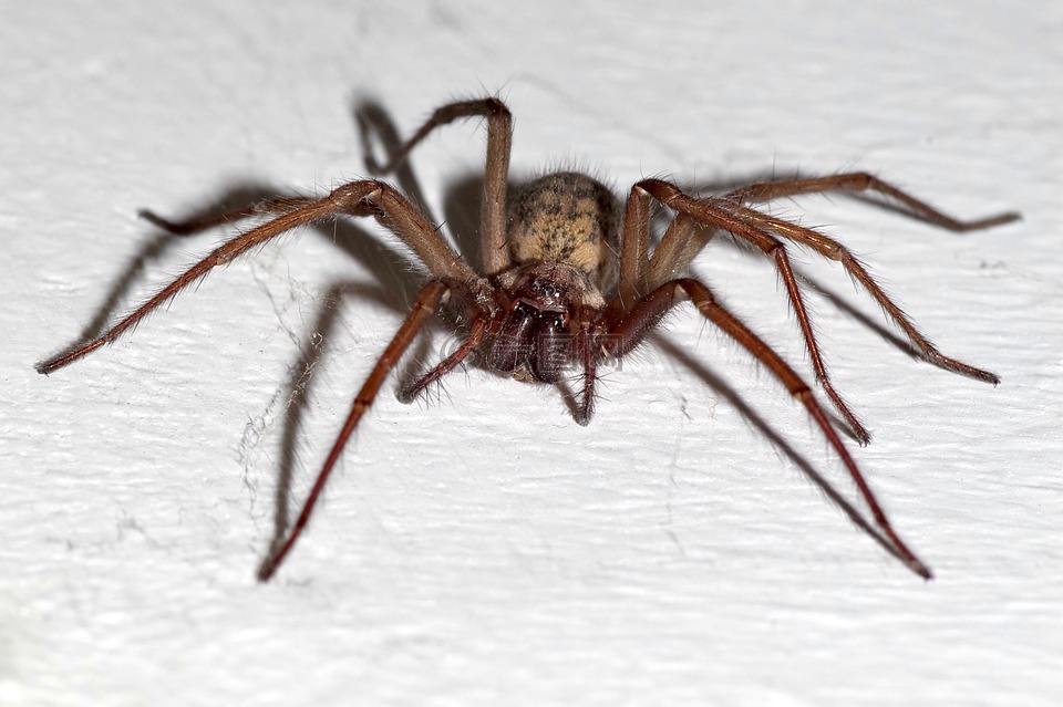 House Corner Spider