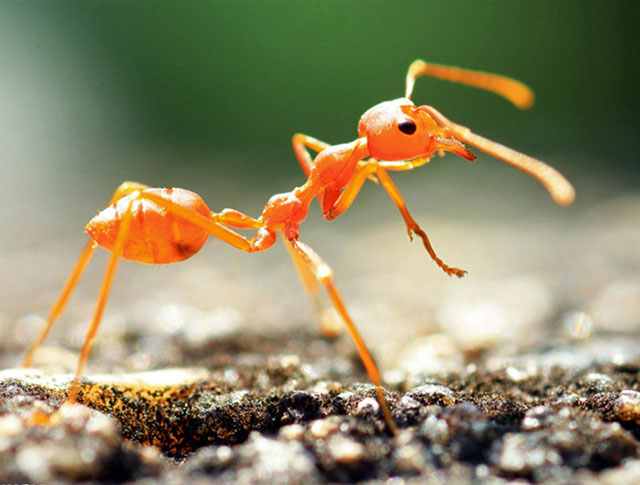 Yellow House Ant