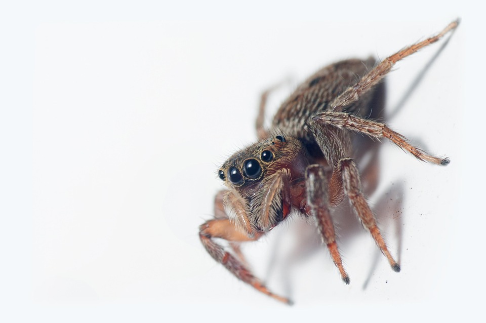 Jumping spiders