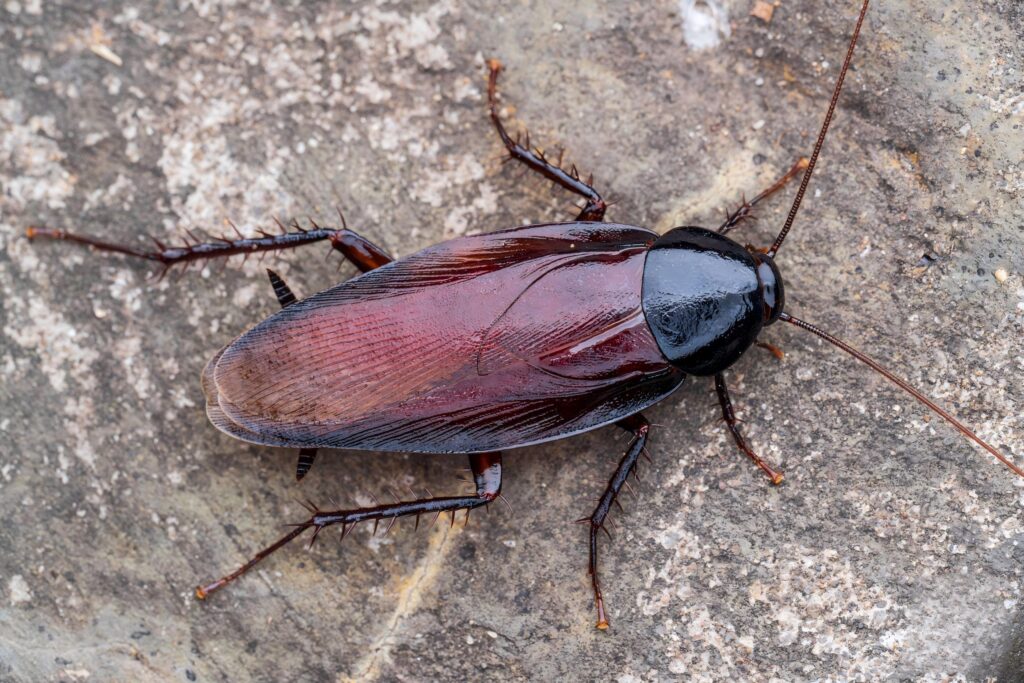 Oriental Cockroach