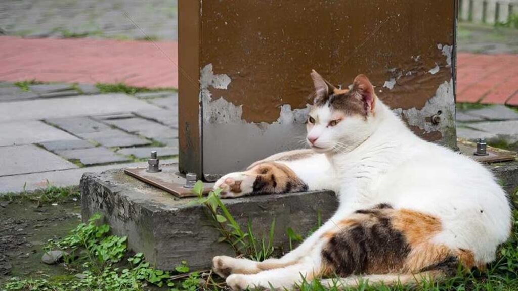 How to Effectively Deter Cats?