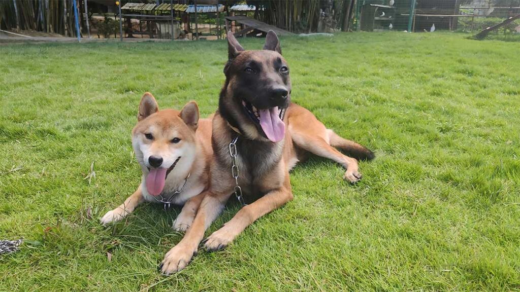 How to scientifically train your pet dog?