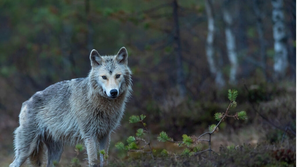 How to scare off wolves