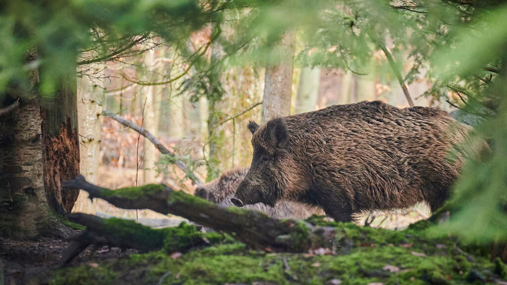 How to scare away wild boars