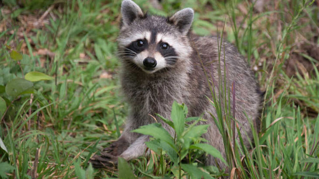 How to Get Rid of Raccoons