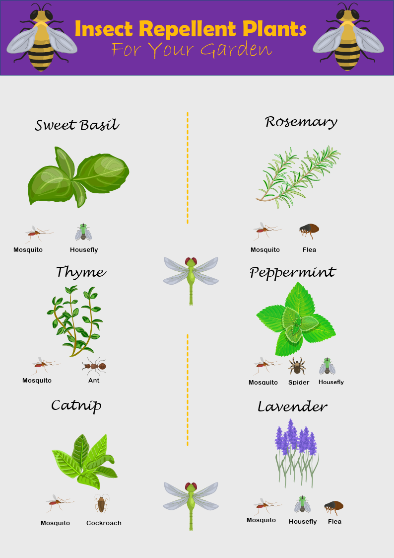 Illustrative image for Fly Repellent