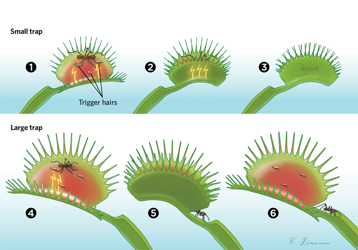 Illustrative image for Snap Trap