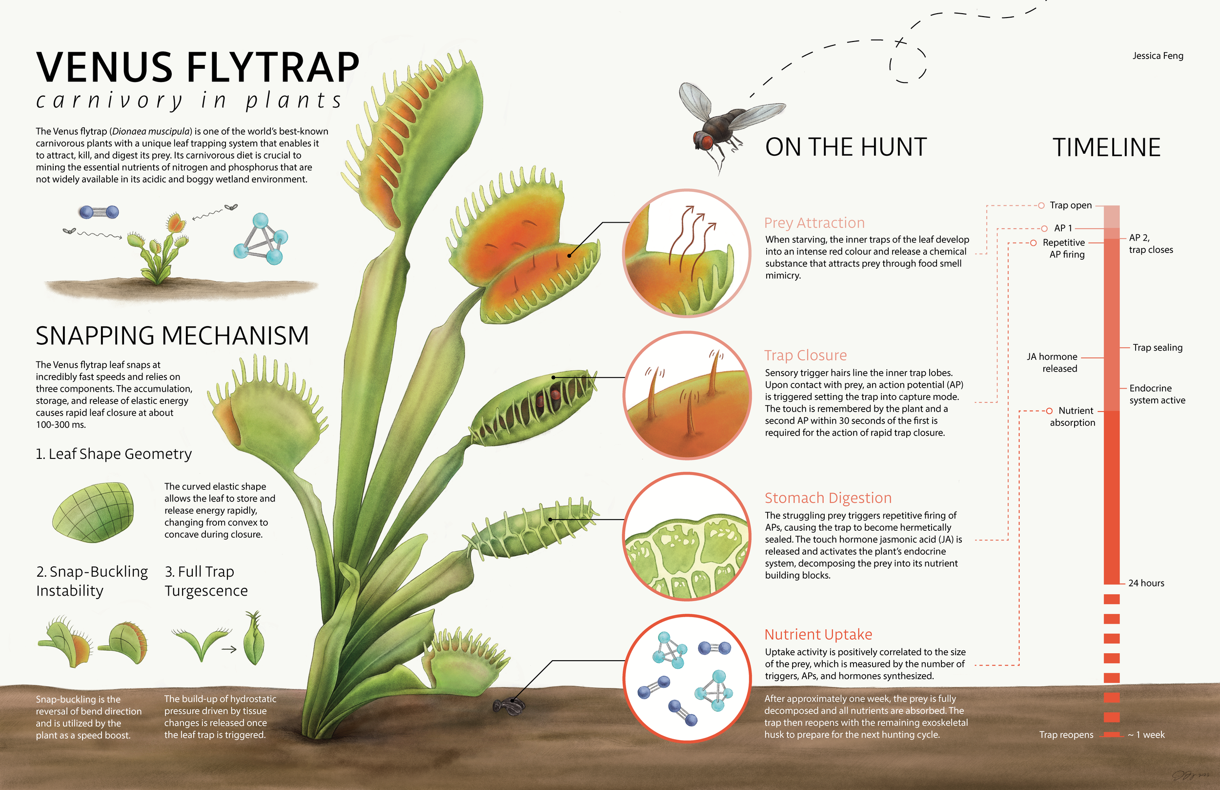 Illustrative image for Snap Trap