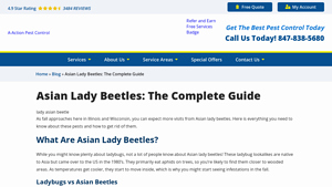 A-Action Pest Control - Asian Lady Beetle Solutions