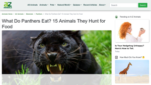 A-Z Animals - Panther Overview