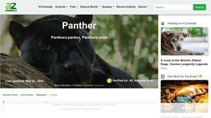 A-Z Animals - Panthera Species Overview