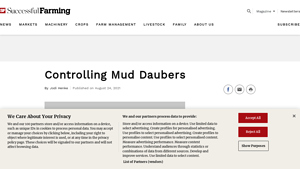 Agriculture.com - Mud Dauber Wasps