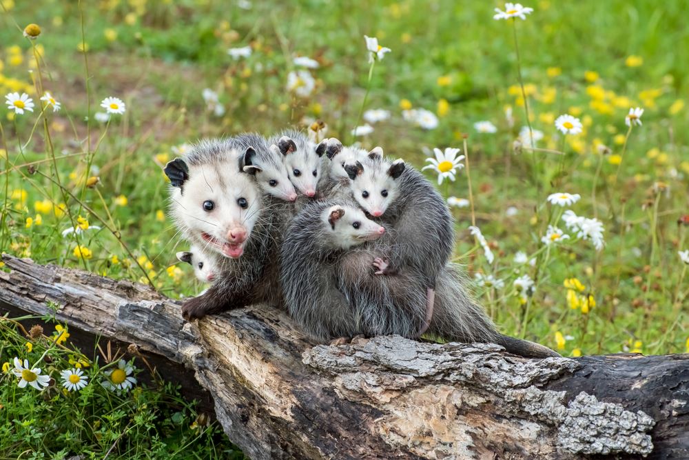 Illustrative image for ammonia for possums