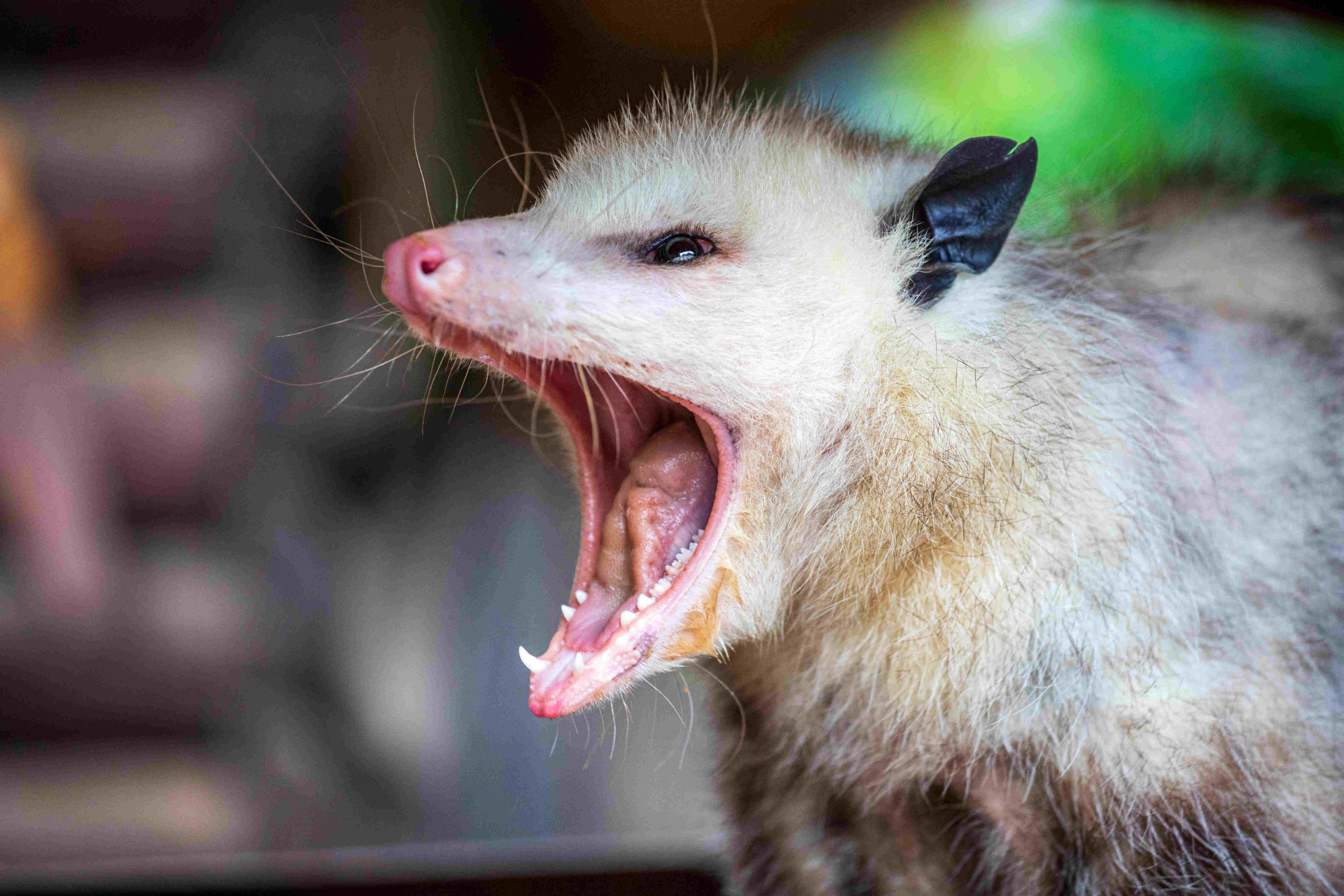 Illustrative image for ammonia for possums
