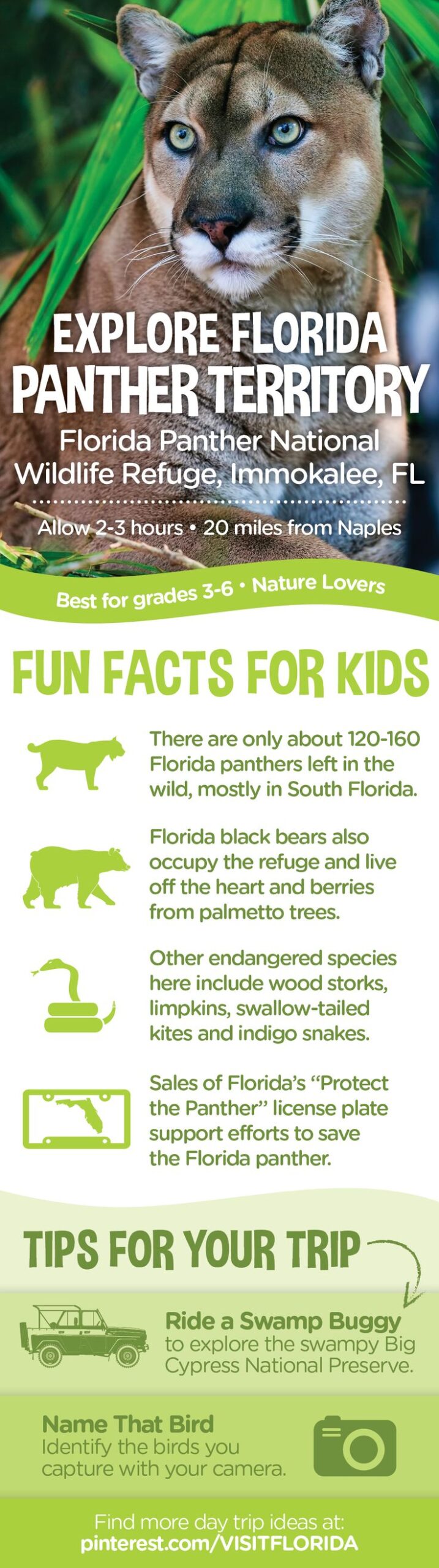 Illustrative image for animal panther facts