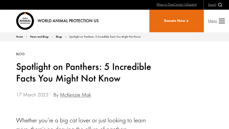 Spotlight on Panthers: 5 Incredible Facts You Might Not Know