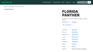 Animalia.bio - Florida Panther Overview