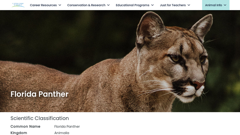 Florida Panther Facts and Information | United Parks & Resorts