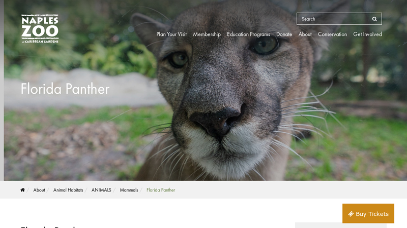 Florida Panther - Naples Zoo at Caribbean Gardens