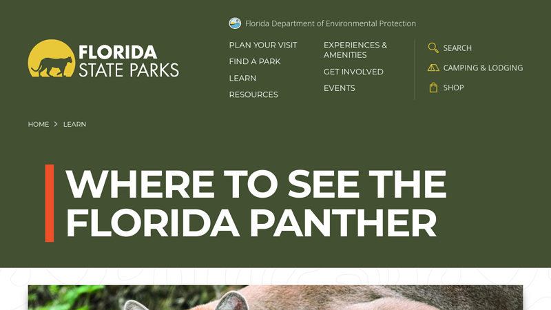 Where to See the Florida Panther | Florida State Parks