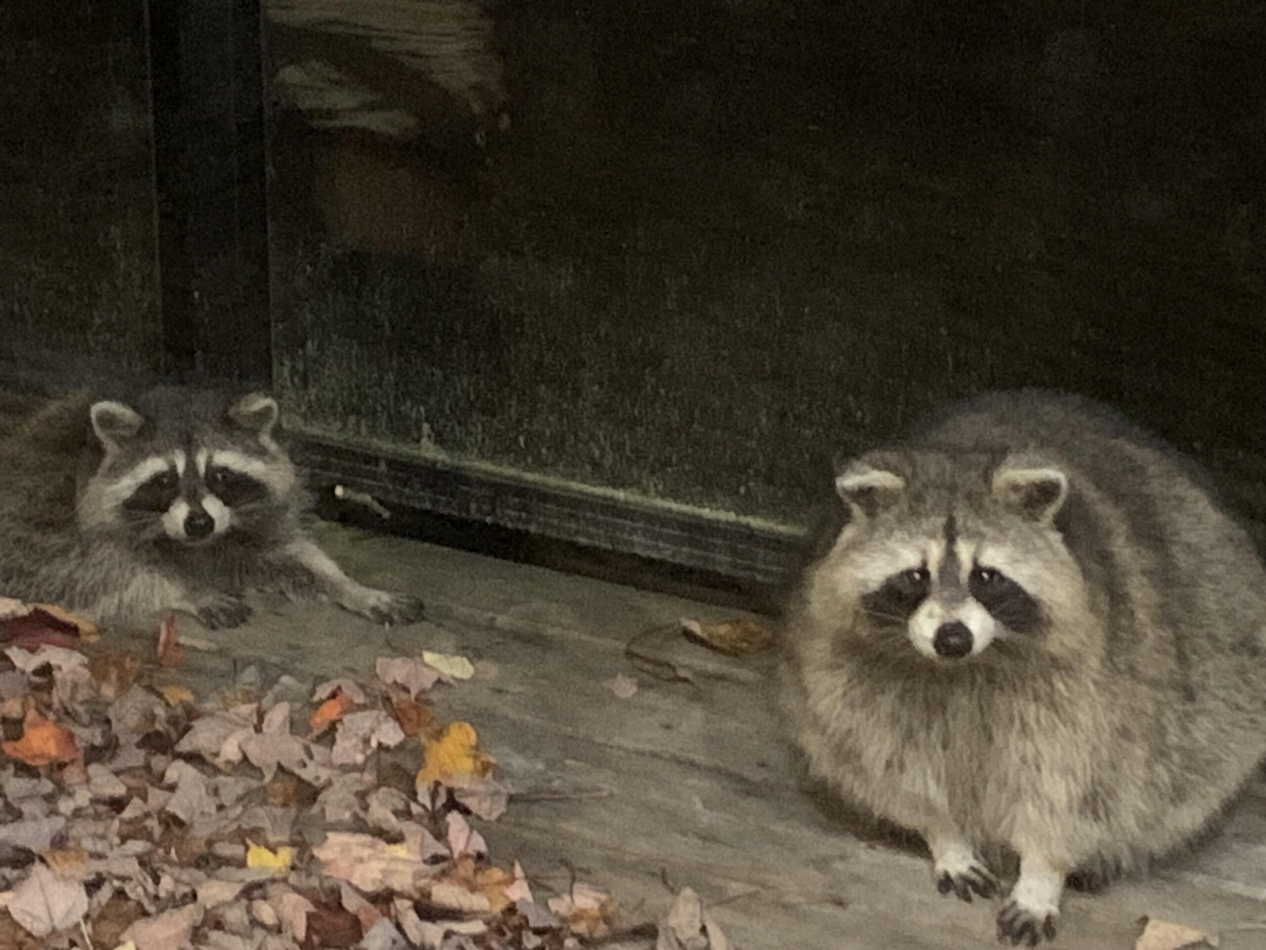 Illustrative image for best raccoon repellent spray