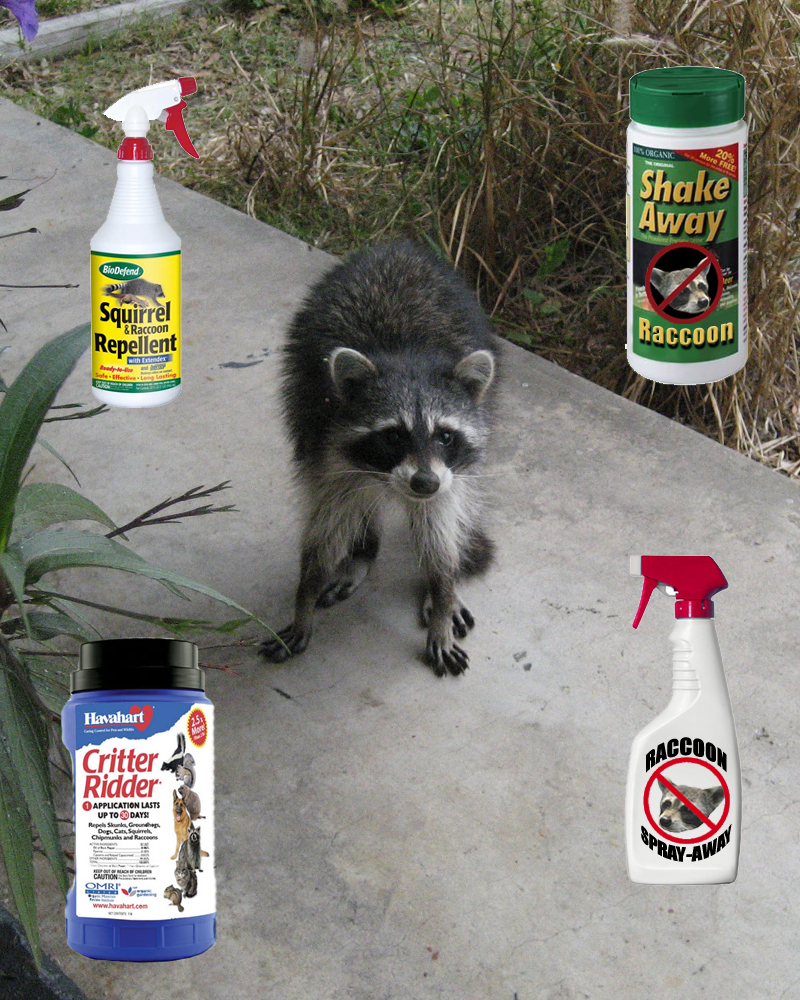 Illustrative image for best raccoon repellent spray