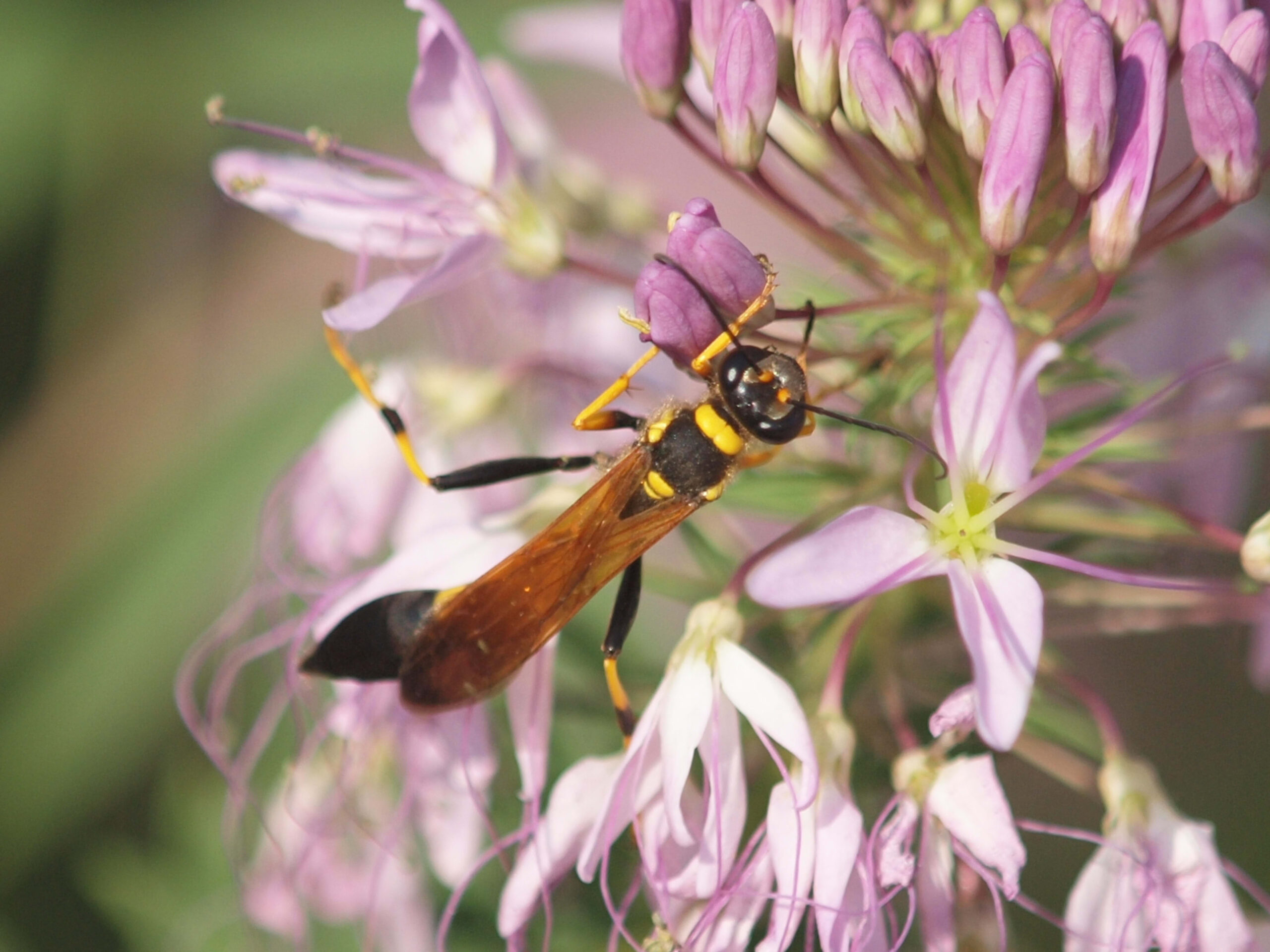 Illustrative image for best spray for mud daubers