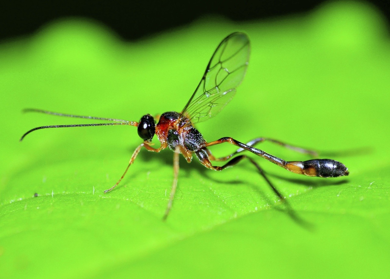 Illustrative image for best spray for mud daubers