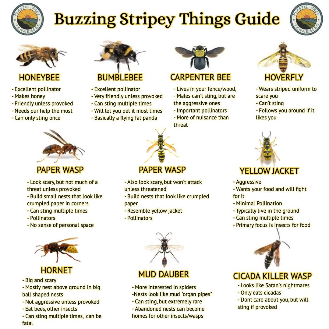 Illustrative image for best time to spray yellow jackets