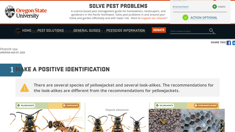 Yellowjackets | solvepest - Solve Pest Problems