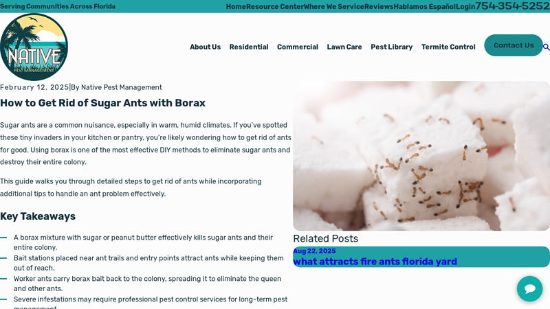How to Get Rid of Sugar Ants with Borax | Native Pest Management
