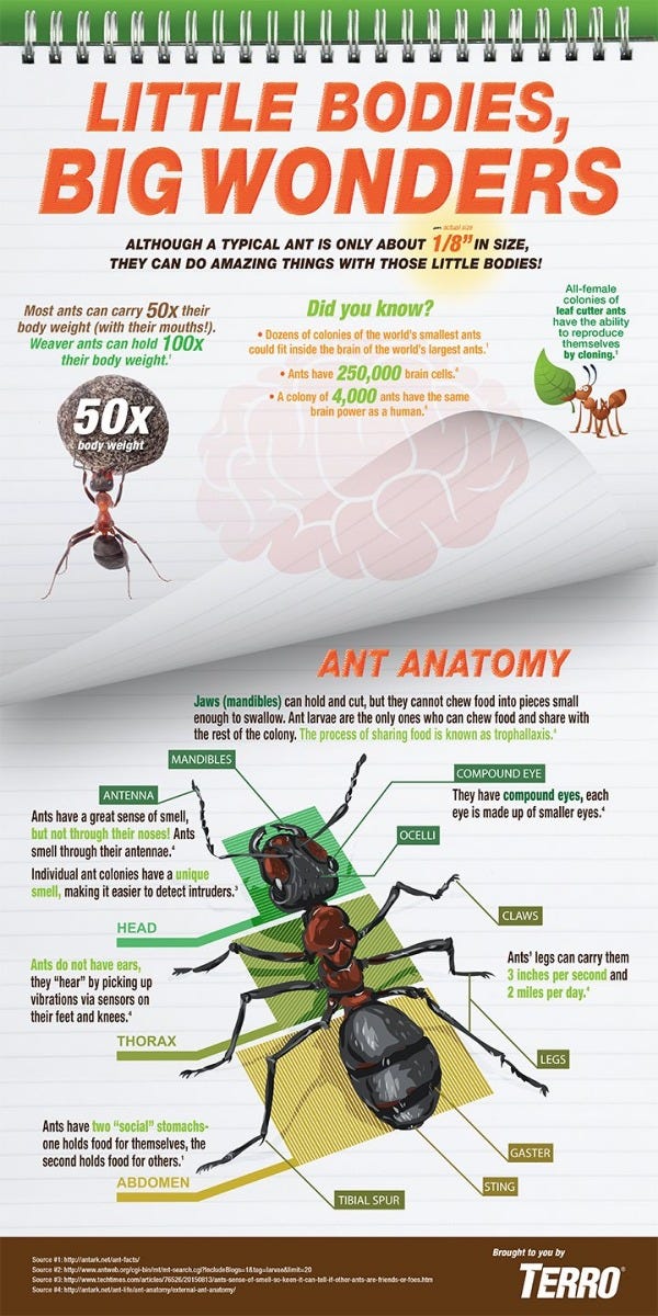 Illustrative image for best way to deal with sugar ants