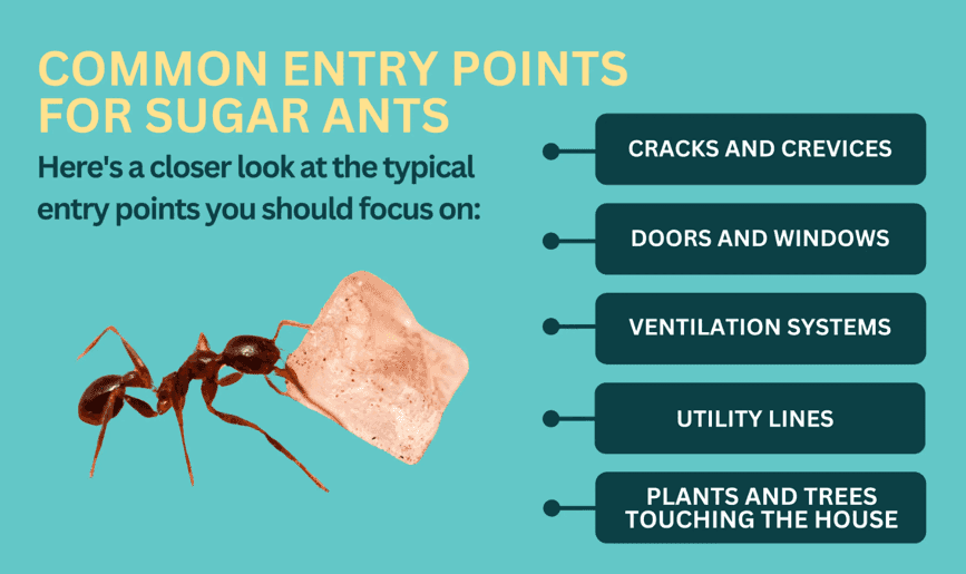 Illustrative image for best way to eliminate sugar ants