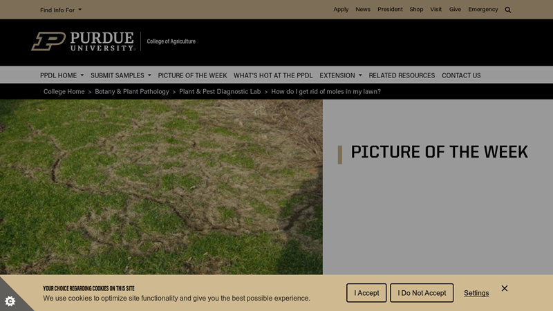 How do I get rid of moles in my lawn? - Purdue College of Agriculture