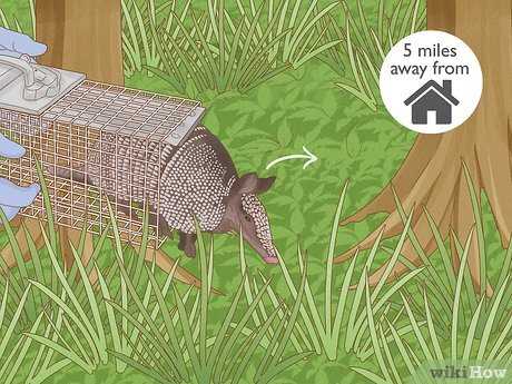 Illustrative image for best way to get rid of armadillos