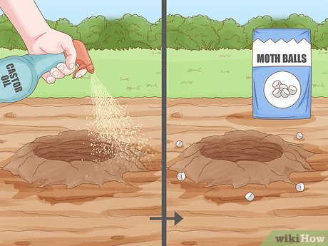 Illustrative image for best way to get rid of armadillos