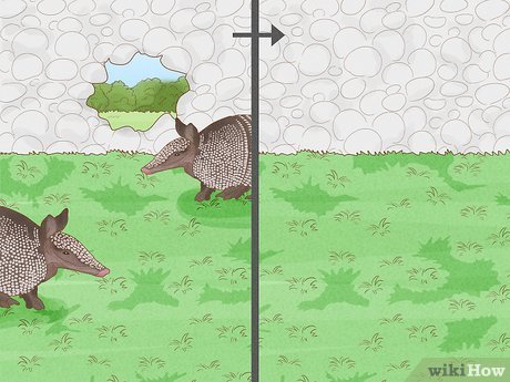 Illustrative image for best way to get rid of armadillos