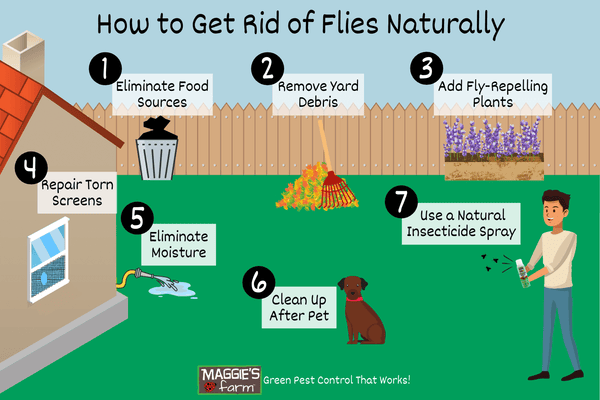 Illustrative image for best way to get rid of flies in backyard
