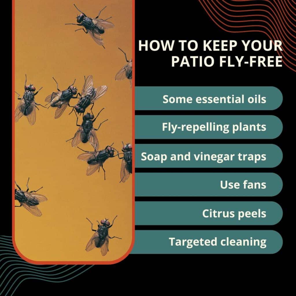 Illustrative image for best way to get rid of flies in backyard