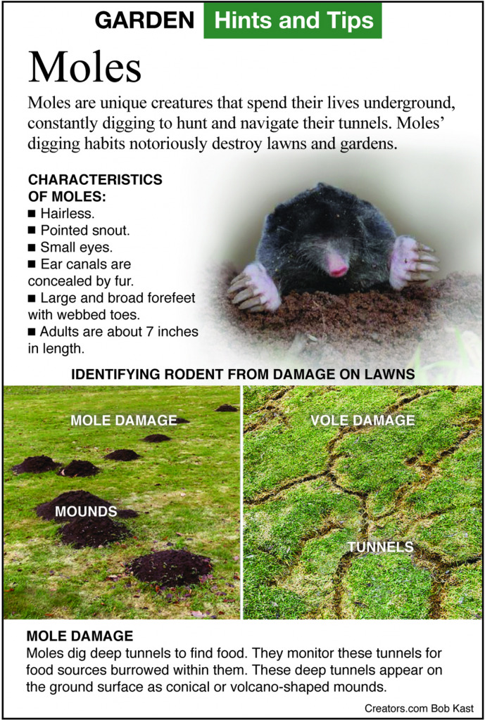 Illustrative image for best way to get rid of moles in the yard